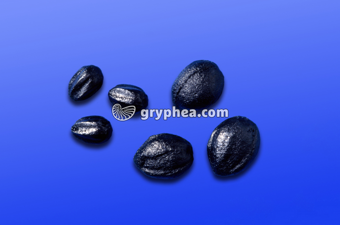 Neuropteris - graines (reconstitution) - Fougère à graines - gryphea.com